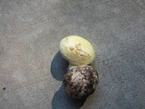 Amanita citrina f. lavendula image
