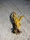 Clavulinopsis fusiformis image