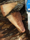 Oligoporus pelliculosus image