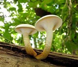Neolentinus lepideus image