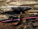 Agaricus endoxanthus image