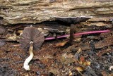 Agaricus endoxanthus image