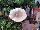 Lactarius mucidus var. fuscogriseus image