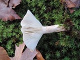 Lactarius mucidus image