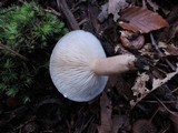 Lactarius mucidus var. fuscogriseus image