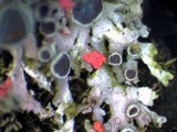 Marchandiomyces corallinus image