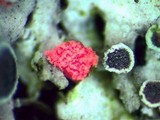 Marchandiomyces corallinus image