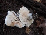 Clitopilus prunulus image
