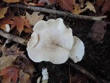 Clitopilus prunulus image