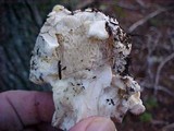 Cantharellus subalbidus image