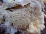Cantharellus subalbidus image