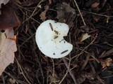 Hygrophorus chrysodon image
