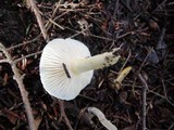 Hygrophorus chrysodon image