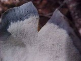 Albatrellus flettii image