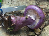 Cortinarius magellanicus image