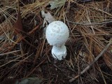 Amanita chrysoblema image