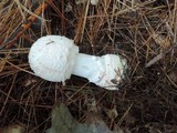 Amanita chrysoblema image