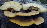 Steccherinum subrawakense image