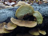 Steccherinum subrawakense image