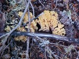 Ramaria magnipes image