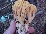 Ramaria magnipes image