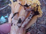 Ramaria magnipes image