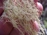 Alectoria sarmentosa image