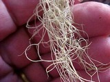 Alectoria sarmentosa image