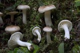 Hygrophorus monticola image