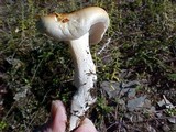 Hygrophorus bakerensis image