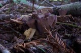 Gomphus clavatus image