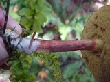 Boletus zelleri image