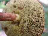 Boletus zelleri image