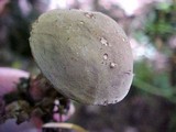 Boletus zelleri image