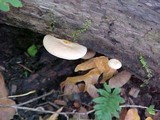 Crepidotus crocophyllus image