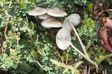 Mycena maculata image