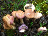 Cortinarius magellanicus image