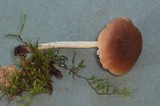 Pluteus cinereofuscus image