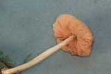 Pluteus cinereofuscus image