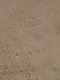 Pluteus cinereofuscus image