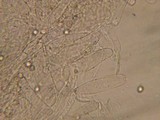 Pluteus cinereofuscus image