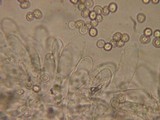 Pluteus cinereofuscus image
