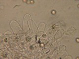 Pluteus cinereofuscus image