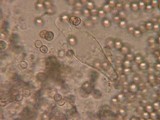 Pluteus cinereofuscus image