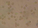 Pluteus cinereofuscus image