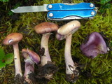 Cortinarius magellanicus image