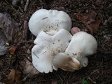 Clitocybe robusta image