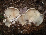 Clitocybe robusta image