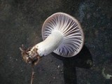Hygrocybe lacmus image