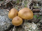 Cortinarius croceus image